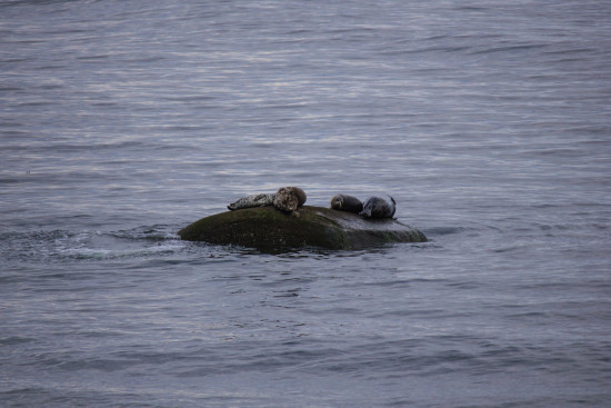 Coastline Cabin Seals